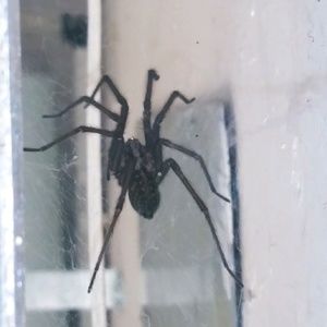 Meet your Posher, Tyson